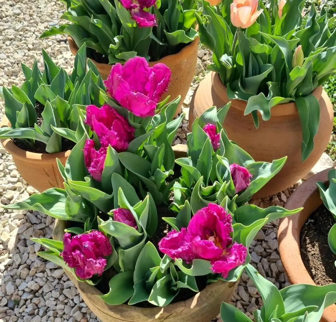 مبيت وإفطار Bevons Mas Tulipe De Soie